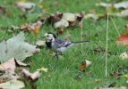 pied_wagtail.jpg