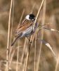 reed_bunting.jpg