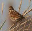 reed_bunting~0.jpg