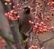 waxwing_2.jpg