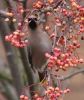 waxwing_3.jpg