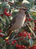 waxwing_scunthorpe.jpg