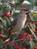 waxwings_berry.jpg