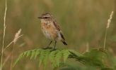 whinchat_3.jpg