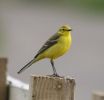 yellow_wagtail.jpg