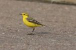 yellow_wagtail~1.jpg