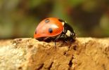 7_Spot_Ladybird_2_.jpg