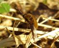 Bee-Fly(Bombylius_major),Chambers_Wood,Lincolnshire_.jpg