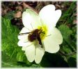 Bee-Fly_nectaring_at_Primrose,Chambers_Wood,Lincolnshire.jpg