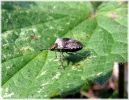 Bronze_Shield_Bug,Worlaby_Carrs,North_Lincolnshire.jpg