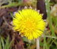 Coltsfoot(Tussilago_farfara),Waters_Edge,Barton,Lincolnshire__copy.jpg