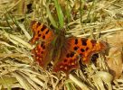 Comma(Nymphalis_c-album),Chambers_Wood,Lincolnshire__copy~0.jpg