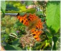 Comma,Barnetby-Le-Wold,North_Lincolnshire.jpg