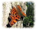 Comma,Chambers_Wood,Lincolnshire.jpg