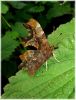 Comma,Worlaby_Carrs,Lincolnshire.jpg