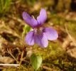 Common_Dog-violet(viola__riviniana),Chambers_Wood,Lincolnshire__copy.jpg