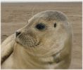 Common_Seal_Pup,Donna_Nook,Lincolnshire.jpg