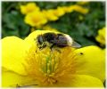 Copy_of_Eristalis_Intricaria,Far-Ings_NNR,Lincolnshire.jpg