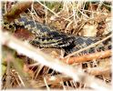 Copy_of_Female_Adder,Laughton_Forest,Lincolnshire_1.jpg