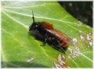 Copy_of_Female_Tawny-mining_Bee,Barnetby-Le-Wold,Lincolnshire.jpg