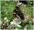 Copy_of_Female_White_Admiral,Southrey_Wood,Lincolnshire.jpg