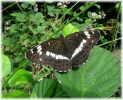 Copy_of_Female_White_Admiral,Southrey_Wood,Lincolnshire_3.jpg