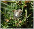 Copy_of_Gorse-shield_Bug,Messingham_Pits_LWTR_.jpg