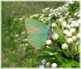 Copy_of_Green_Hairstreak,Twyford_Forest,Lincolnshire.jpg