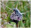 Copy_of_Grizzled_Skipper,Twyford_Forest,Lincolnshire_1.jpg