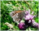 Copy_of_Large_Heath,Crowle_NNR,Lincolnshire.jpg