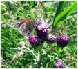 Copy_of_Large_Heath,Crowle_NNR,Lincolnshire_1.jpg