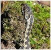 Copy_of_Male_Adder,Laughton_Forest,Lincolnshire_1.jpg
