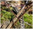 Copy_of_Male_Adder,Laughton_Forest,Lincolnshire_6.jpg