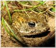 Copy_of_Male_Natterjack_Toad,Saltfleetby_NNR,Lincolnshire.jpg