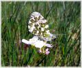 Copy_of_Male_Orange_Tip,Kirkby_Moor_LWTR.jpg