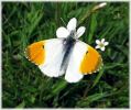 Copy_of_Male_Orange_Tip,Messingham_Pits_LWTR.jpg