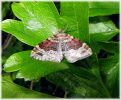 Copy_of_Red_Twin-spot_Carpet,Far-Ings_NNR,Lincolnshire.jpg