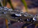 Dew_on_Reed,Messingham_Pits_1.jpg