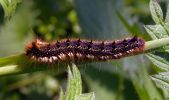 Drinker_Moth_larvae(Philudoria_potatoria),Messingham_Pits_LWTR_copy.jpg