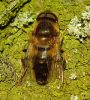 Drone_Fly(Eristalis_tenax),Waters_Edge,Barton,Lincolnshire_.jpg