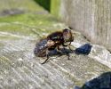 Eristalinus_aeneus1.jpg