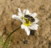 Eristalinus_aeneus2.jpg