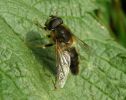 Eristalis_pertinax,Whisby,Lincolnshire__copy.jpg