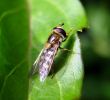 Eupeodes_luniger,Barnetby-Le-Wold,Lincolnshire_.jpg