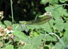 Female_Banded_Demoiselle,Messingham_Sand_Quarries_LWTR.JPG