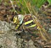 Female_Common_Hawker_eating_Black_Darter,Crowle_NNR,Lincolnshire.JPG