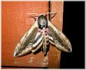 Female_Privet_Hawkmoth,Barnetby-Le-Wold,North_Lincolnshire.jpg