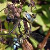 Female_Southern_Hawker(Aes_copy.jpg