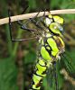 Female_Southern_Hawker,Messingham_Sand_Quarries_LWTR.JPG