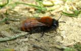 Female_Tawny_mining_Bee(Andrena_fulva),Whisby,Lincolnshire__copy.jpg